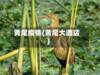 黄尾疫情(黄尾大酒店)