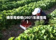 摘草莓疫情(2021年摘草莓)
