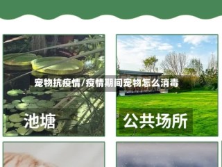 宠物抗疫情/疫情期间宠物怎么消毒