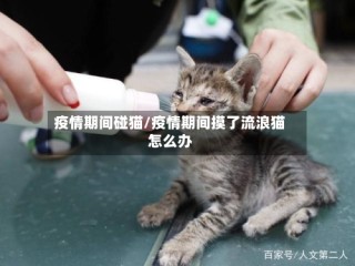疫情期间碰猫/疫情期间摸了流浪猫怎么办