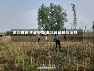 湖北省藕池镇疫情(湖北莲藕最新消息)