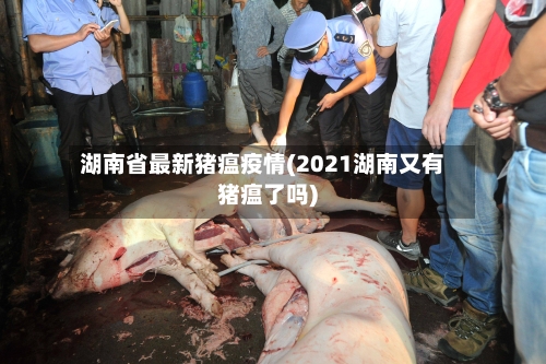 湖南省最新猪瘟疫情(2021湖南又有猪瘟了吗)-第2张图片