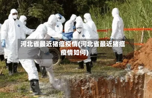 河北省最近猪瘟疫情(河北省最近猪瘟疫情如何)-第1张图片