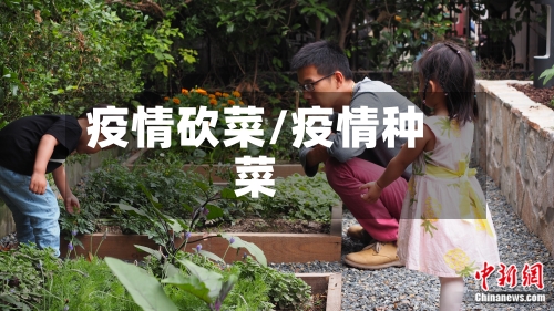 疫情砍菜/疫情种菜-第1张图片