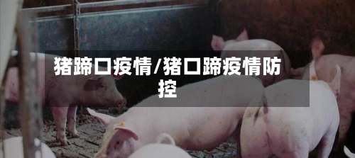 猪蹄口疫情/猪口蹄疫情防控-第2张图片