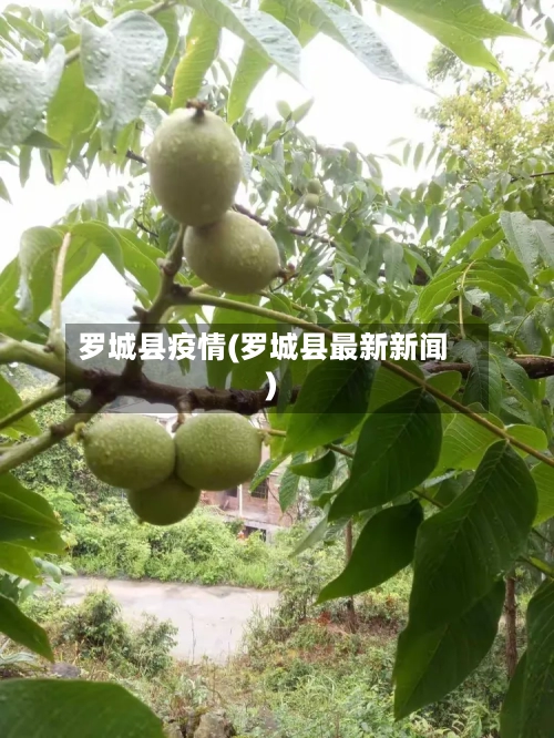 罗城县疫情(罗城县最新新闻)-第1张图片