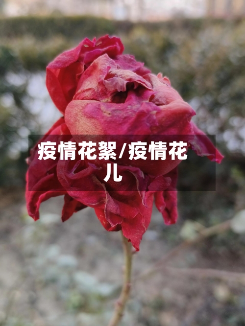 疫情花絮/疫情花儿-第3张图片
