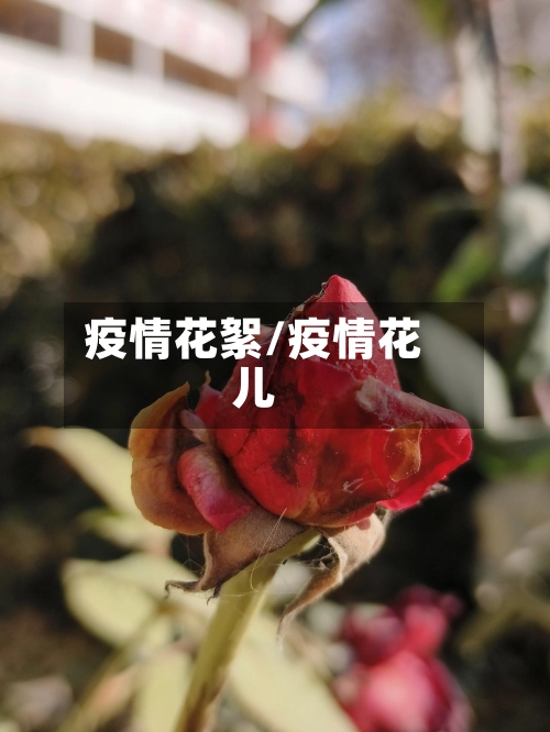 疫情花絮/疫情花儿-第2张图片
