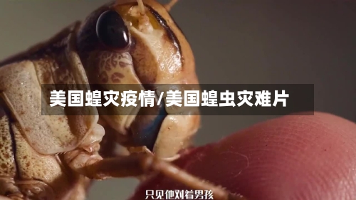 美国蝗灾疫情/美国蝗虫灾难片-第3张图片